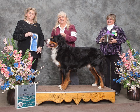 Potomac Valley Bernese Mountain Dog Specialty Show 2013 - First Place Conformation, Amateur Owner Handler Class