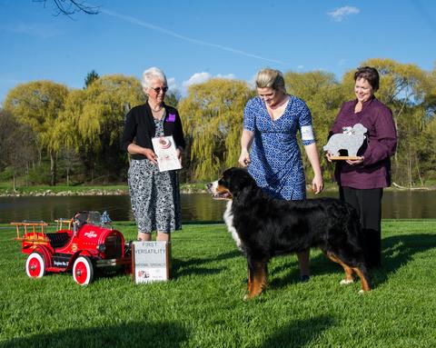 2016 Bernese Mountain Dog Club of America Dog Show:  First Place Specialty Award