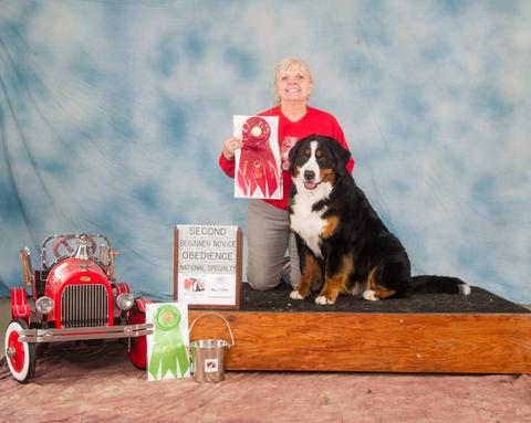 2016 Bernese Mountain Dog Club of America Dog Show:  Second Place Beginner Novice Award