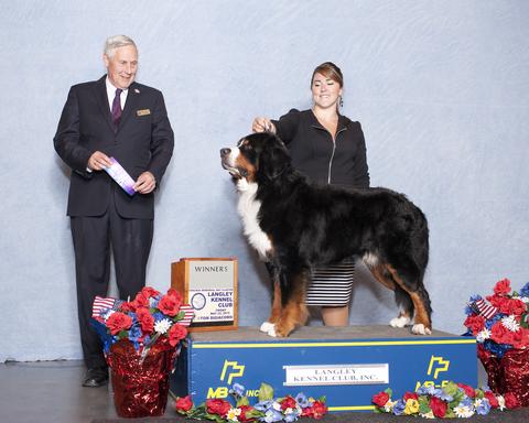 2015 Langley Kennel Club Dog Show:  Winners Dog