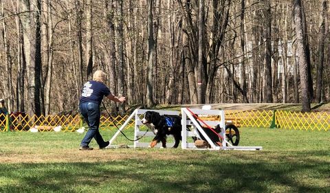 2018 Bernese Mountain Dog Club of America Specialty Draft Test for Chevy