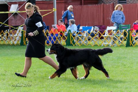 2018 Bernese Mountain Dog Club of America Specialty Third Place Versatility for Chevy