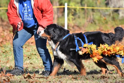 2018 Bernese Mountain Dog Club of Hampton Roads Open Draft Trial for Chevy