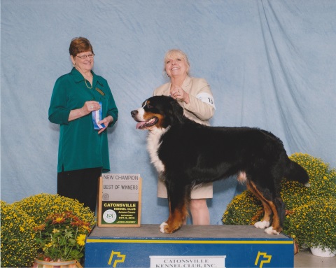 2015 Catonsville Kennel Club Dog Show: First Place: New Chamption, Best of Winners