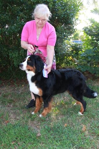 2015 Chesapeake Dog Fanciers Dog Show: First Place: 9–12 Month Class