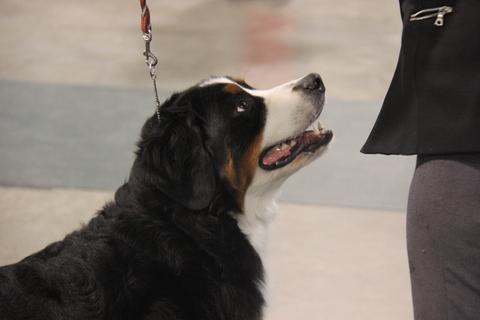 2015 Mid Atlantic Kennel Club Dog Show:  In Ring
