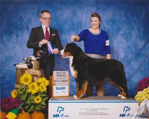 2015 Talbot Kennel Club Dog Show:  Best of Winners: Bred By Exhibitor Class