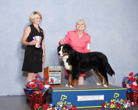 2015 Virginia Beach Kennel Club Dog Show:  Best of Breed Title