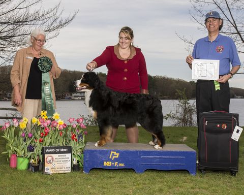 2018 Bernese Mountain Dog Club of America Specialty Award of Merit for Destiny