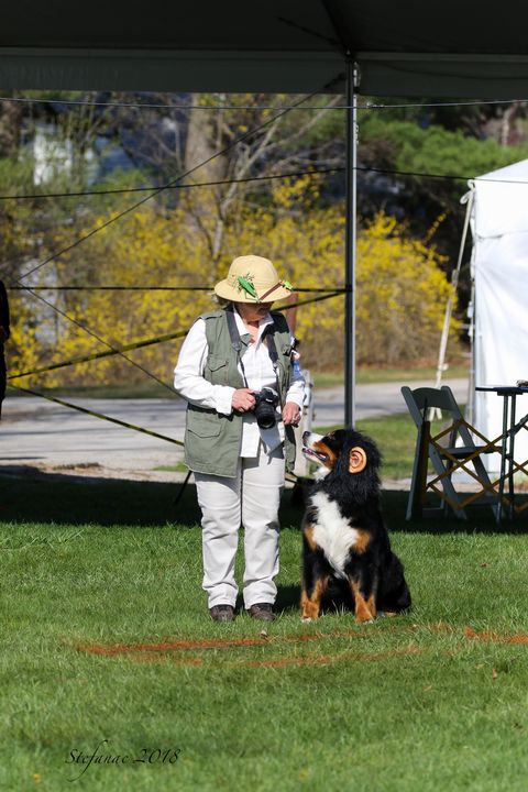 2018 Bernese Mountain Dog Club of America Specialty Fourth Place Team Obedience for Destiny