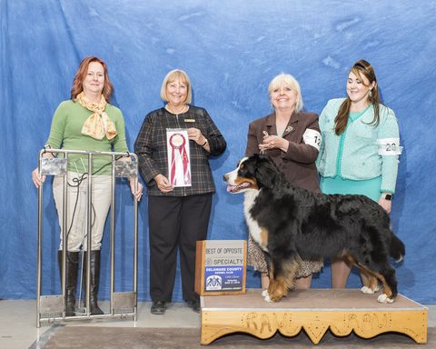 2018 Delaware County Kennel Club Dog Show Best of Opposite Award for Destiny