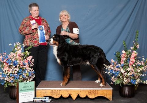 Potomac Valley Bernese Mountain Dog Specialty Show 2012