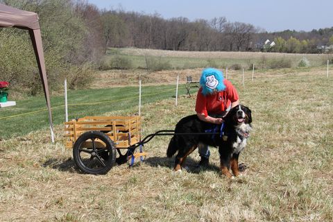 2018 Draft Dog Test in Lovettsville, Virginia (2)