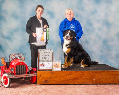 2016 Bernese Mountain Dog Club of America Dog Show: Novice Rally Award